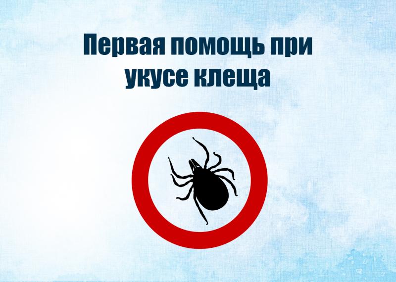Что делать, если укусил клещ.