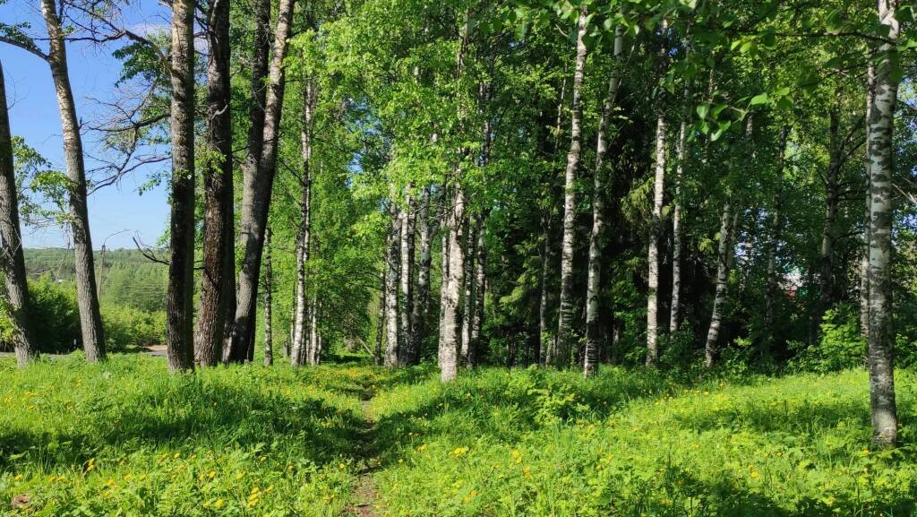 Комсомольский парк.